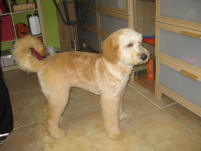 Sammy, Golden-Doodle